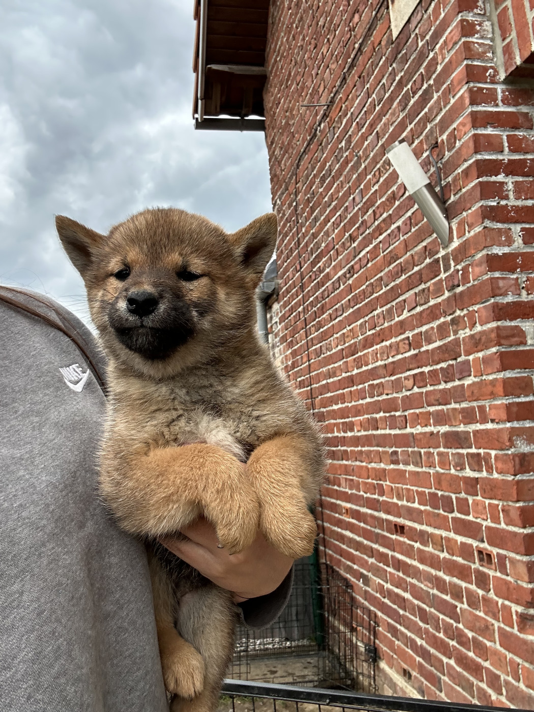 Clara Milleville - Chiots disponibles - Shiba