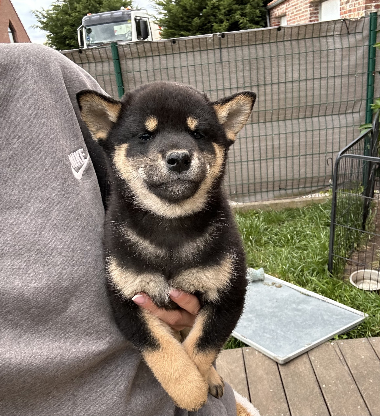 Clara Milleville - Chiots disponibles - Shiba