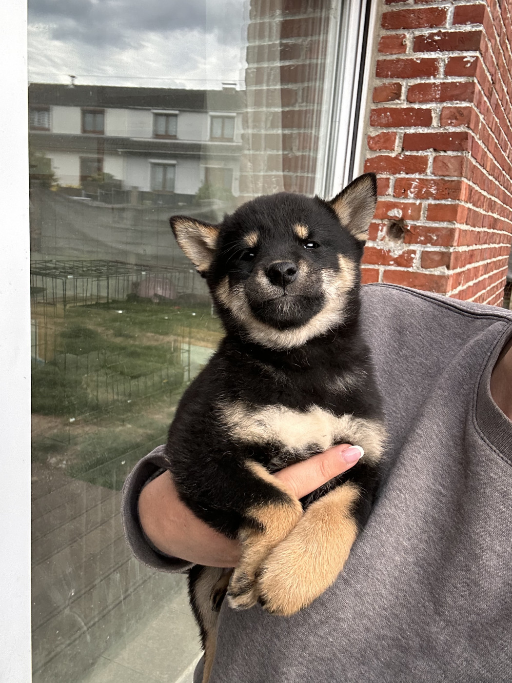 Clara Milleville - Chiots disponibles - Shiba
