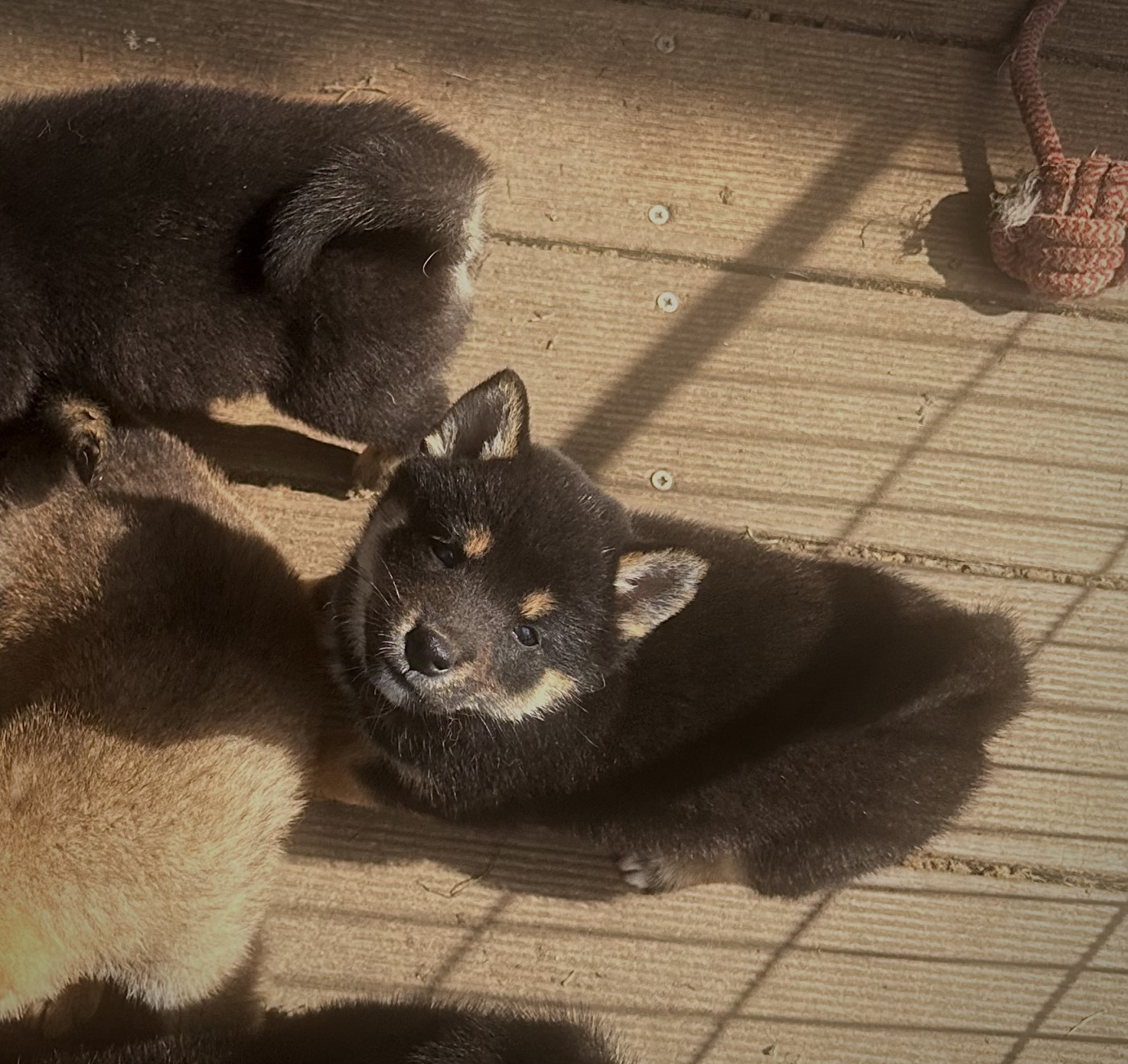 Clara Milleville - Chiots disponibles - Shiba