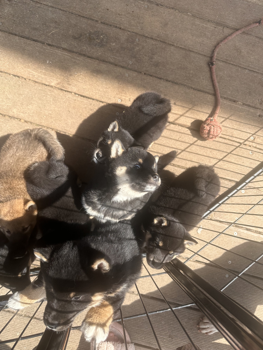 Clara Milleville - Chiots disponibles - Shiba