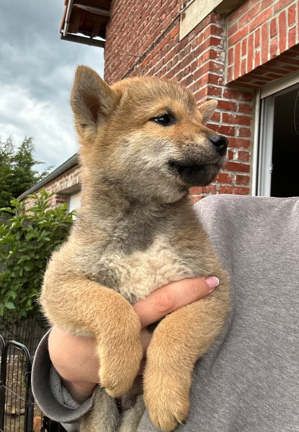 Clara Milleville - Chiots disponibles - Shiba