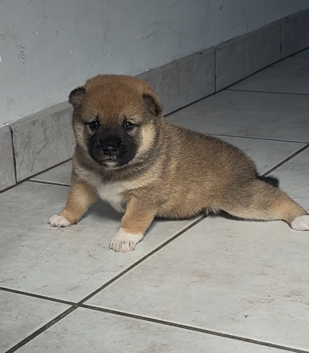 Clara Milleville - Chiots disponibles - Shiba