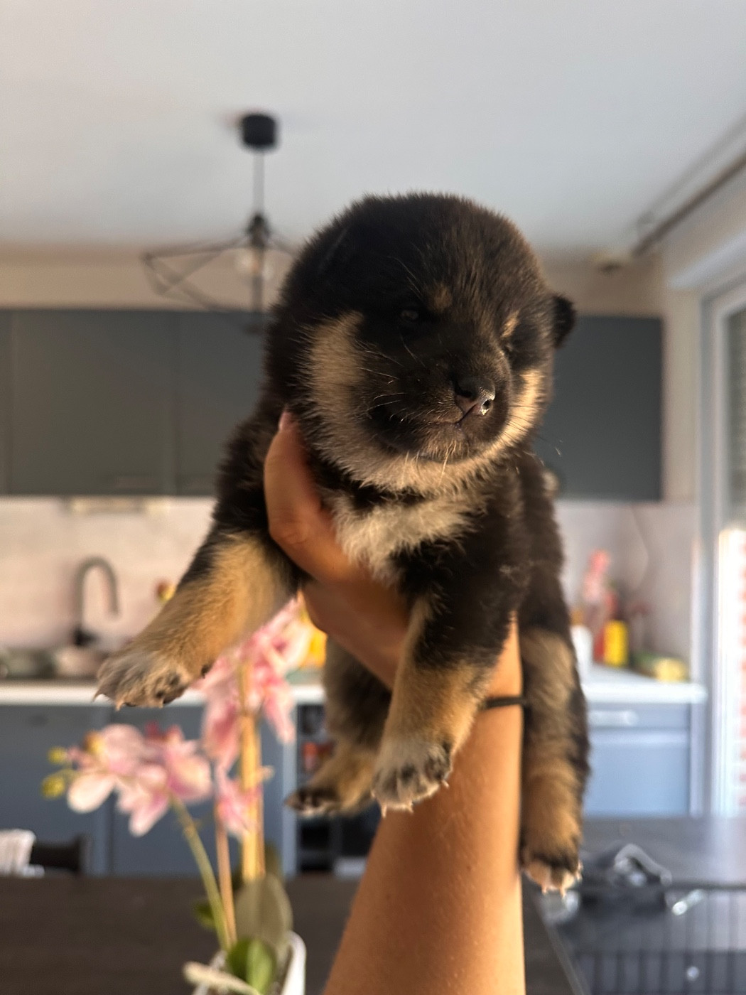 Clara Milleville - Chiots disponibles - Shiba