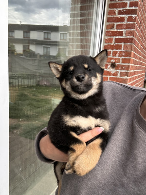 Chiot N°4