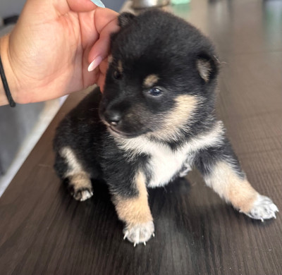 CHIOT 1