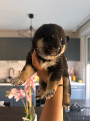 CHIOT 5